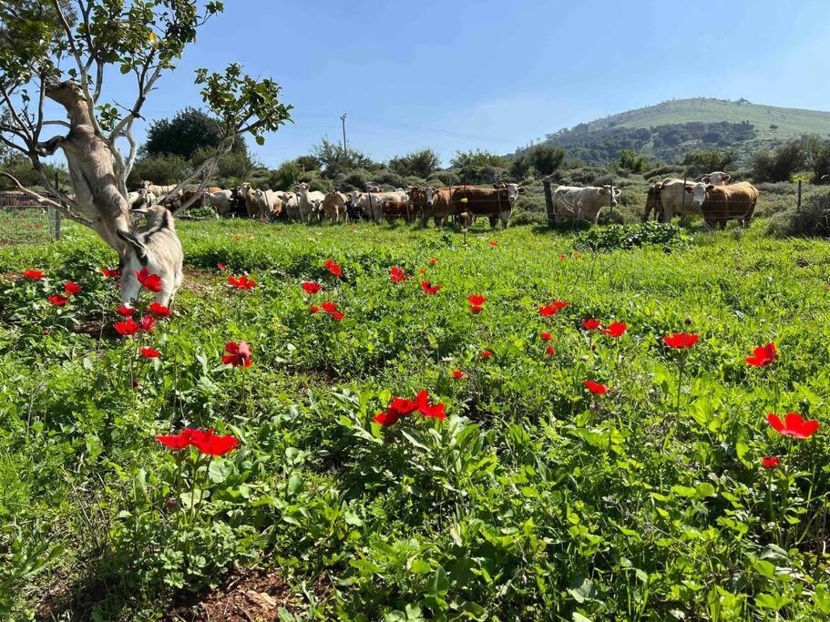 אחוזת היניבים Yaniv Estate Villa Nurit ภายนอก รูปภาพ